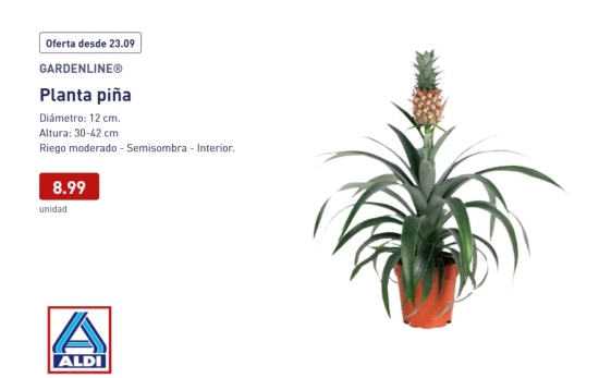 Planta piña/ ALDI