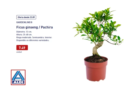 Ficus ginseng - Pachira/ ALDI