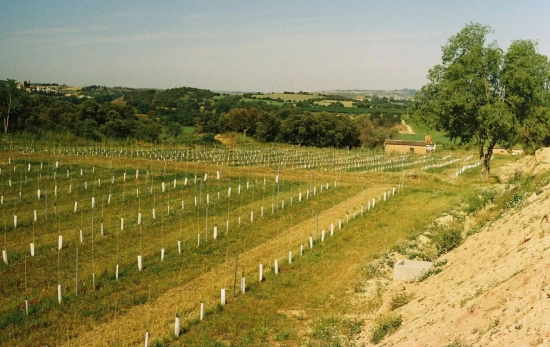 Los viñedos que cosecha Anècdota Rural / CEDIDA