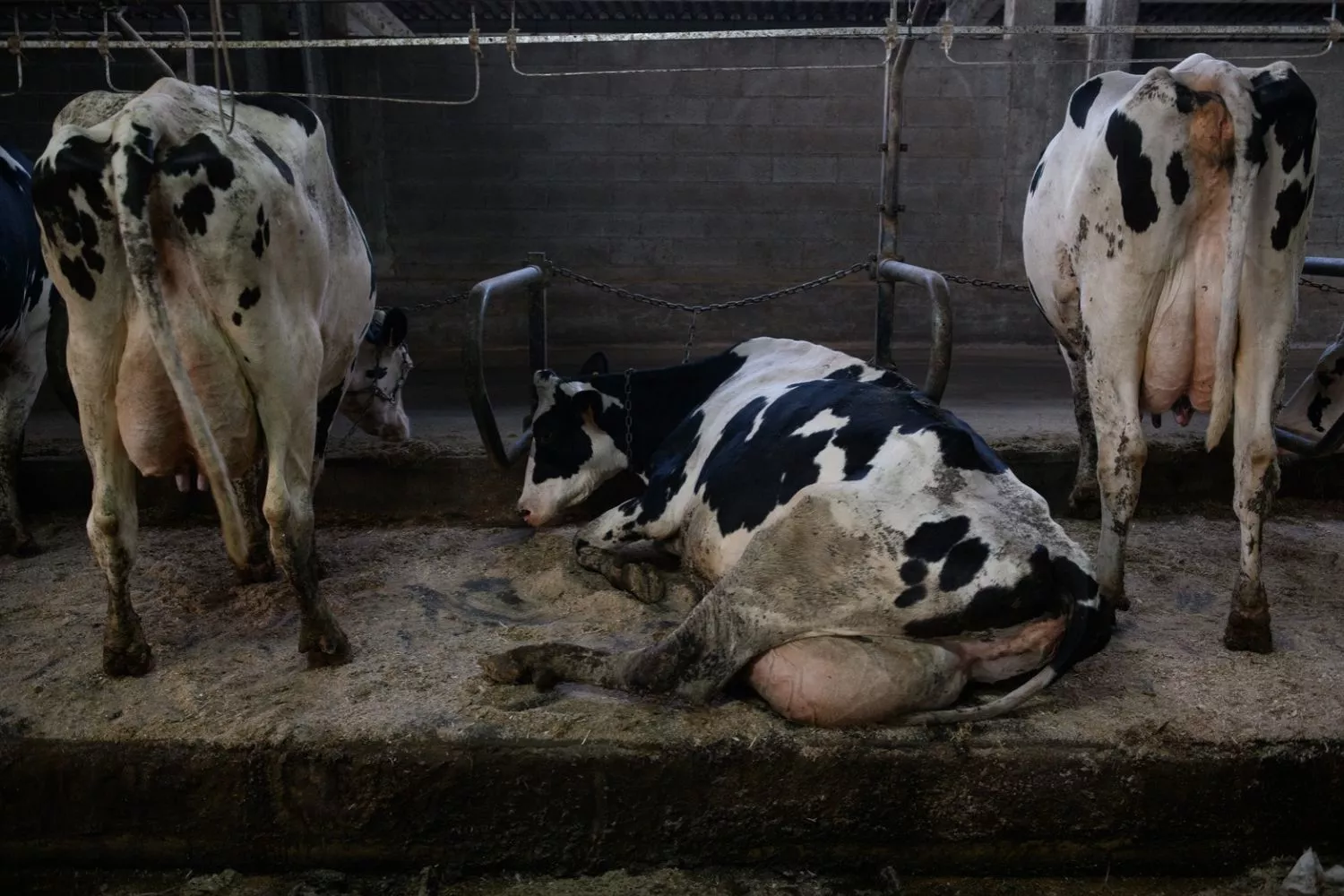 Vacas de la ganadería El Ferreiro S.C. de Navia (Asturias) / IGUALDAD ANIMAL