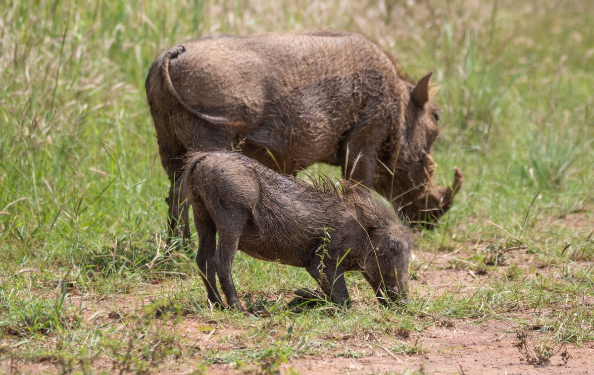 Un par de cerdos se alimentan en el campo / PEXELS