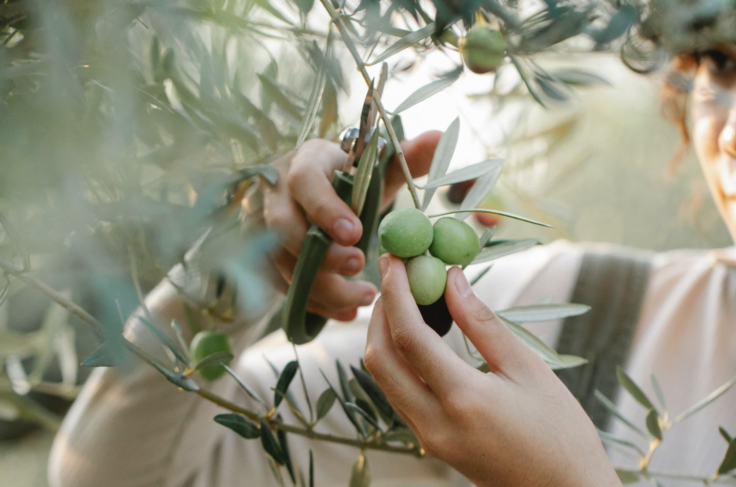 Una mujer recoge aceitunas de un olivo / PEXELS