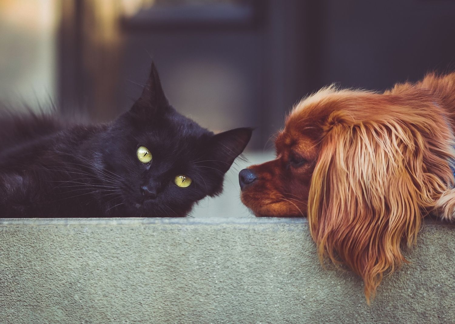 Un gato y un perro juntos / PIXABAY