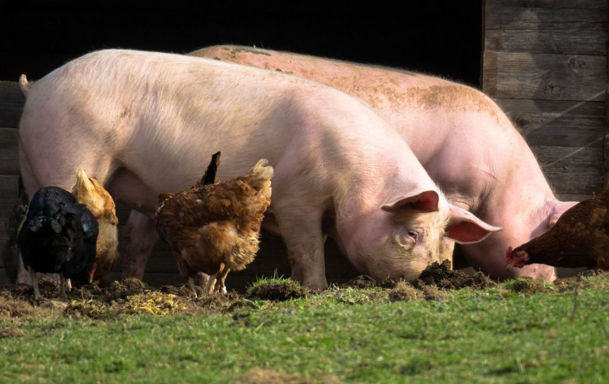 Varios cerdos con algunas gallinas / PIXABAY Varios cerdos con algunas gallinas / PIXABAY