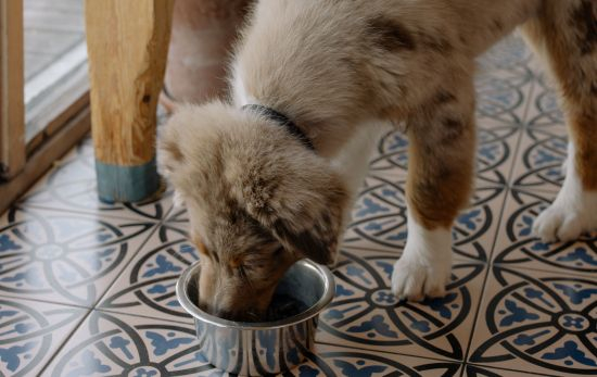 Un perro come de su comedero / PEXELS Un perro come de su comedero / PEXELS