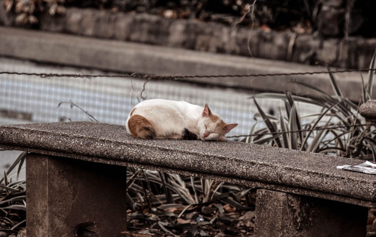 Un gato abandonado duerme en un banco en la calle / PEXELS