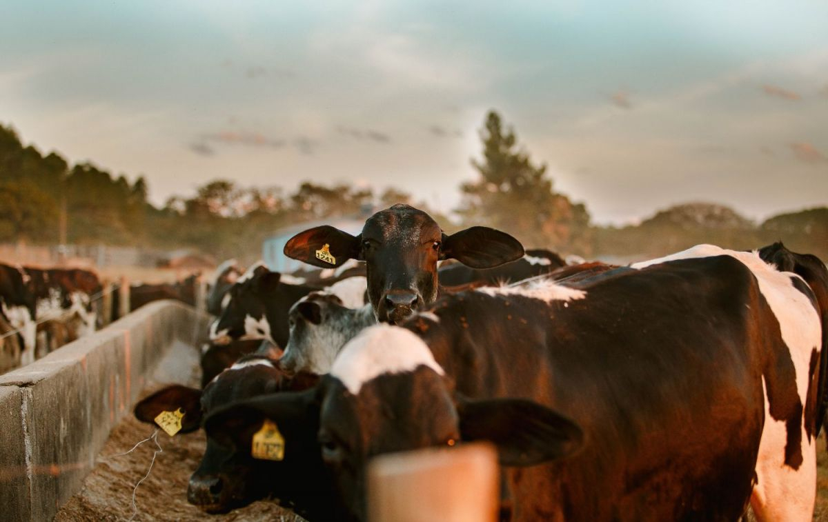 Vacas en una granja de producción de leche / PEXELS